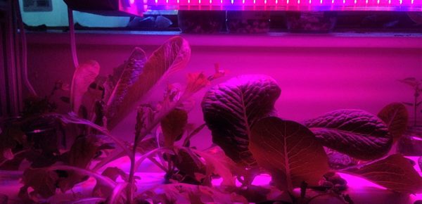 Part II: My Hydroponics Setup and Experience