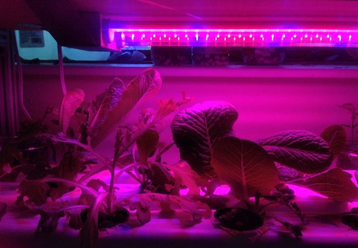 Part II: My Hydroponics Setup and Experience